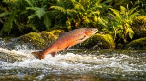 návrat lososů do řeky po sto letech ukazuje rychlé zotavení a obnovu ekosystémů, zdůrazňující sílu přírody a význam ochrany životního prostředí.